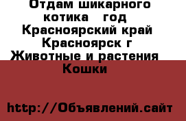 Отдам шикарного котика 1 год - Красноярский край, Красноярск г. Животные и растения » Кошки   